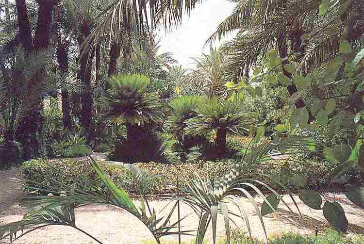 photo diffrente dans ce mme jardin