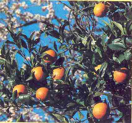 oranger dans un jardin